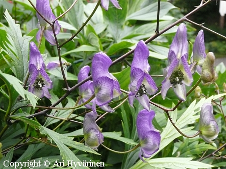 Aconitum arcuatum, rentoukonhattu